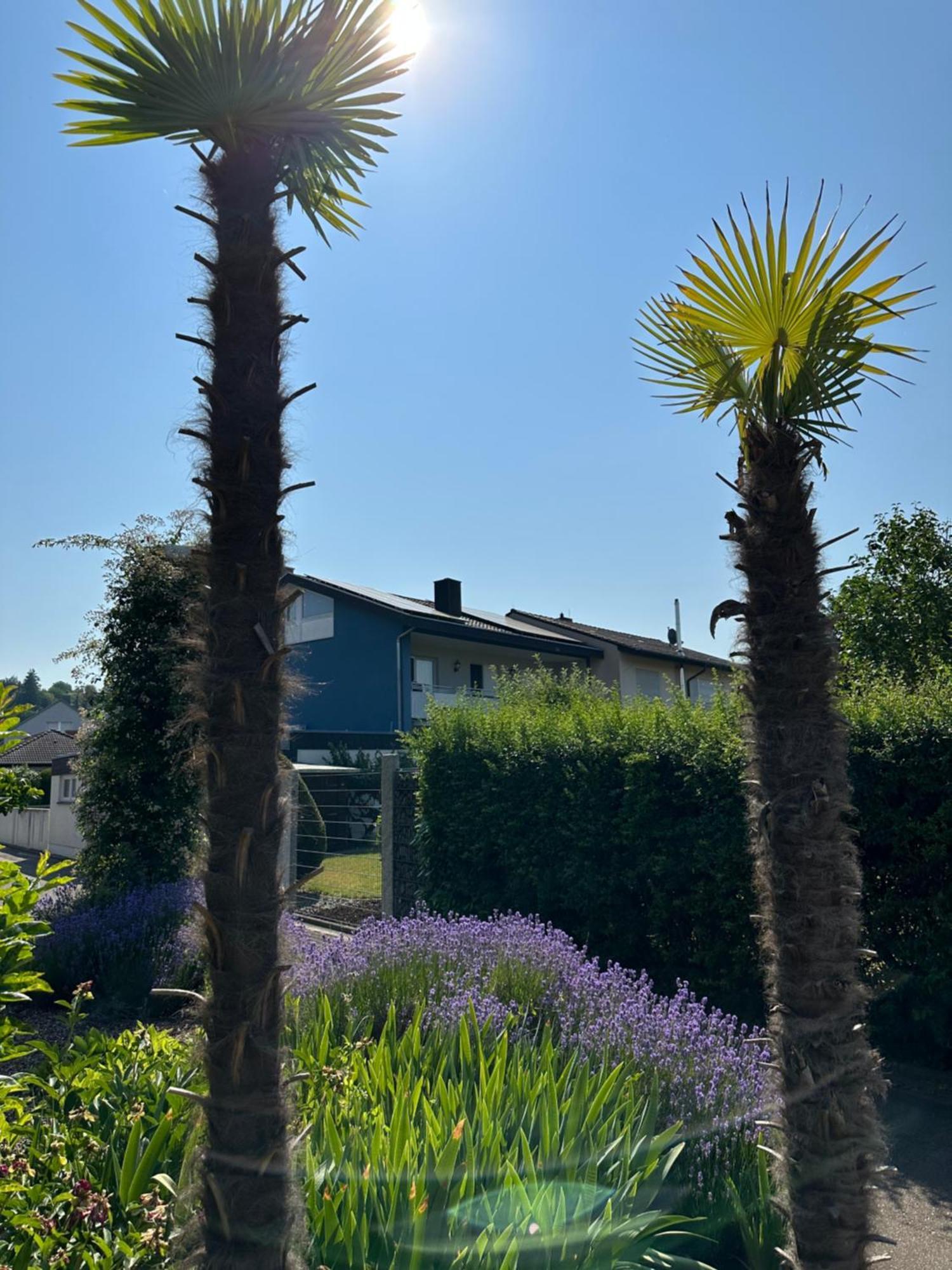 Appartment Moltke Herbolzheim Buitenkant foto